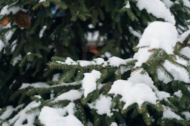 Noel ağacı, çam, yeni yıl, karla kaplı kış