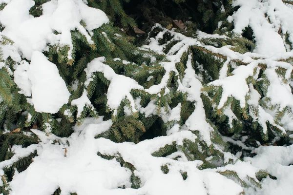 Árvore de Natal, pinho coberto de neve, ano novo, inverno é tempo close-up — Fotografia de Stock