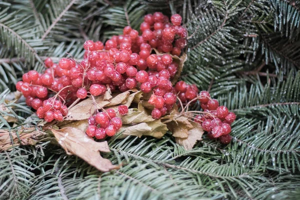 Деревянный фон с еловыми ветвями и ягодами Viburnum крупным планом — стоковое фото