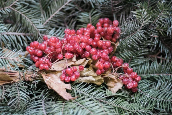 Деревянный фон с еловыми ветвями и ягодами Viburnum крупным планом — стоковое фото