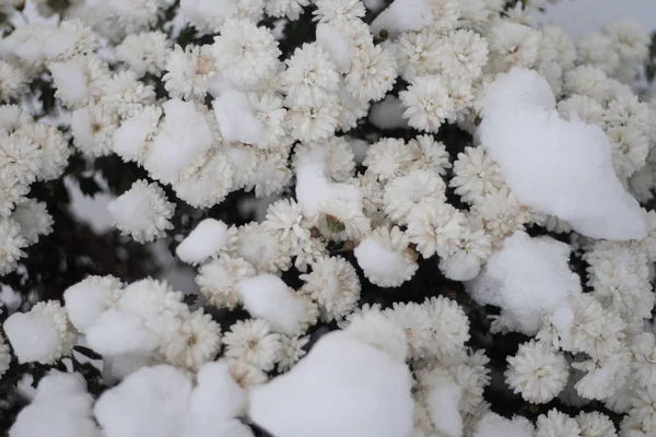 Blumen im Schnee aus nächster Nähe — Stockfoto