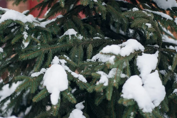 Vánoční stromek, borovice pokryté sněhem, nový rok, zima — Stock fotografie