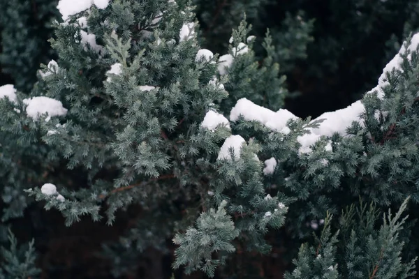 Árvore de Natal, pinho coberto de neve, ano novo, inverno é tempo close-up — Fotografia de Stock