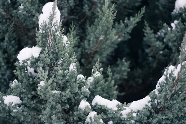Vánoční stromek, borovice pokryté sněhem, nový rok, zima je čas detail — Stock fotografie