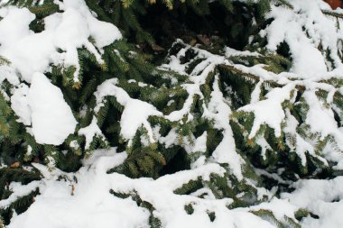 Noel ağacı, çam, yeni yıl, karla kaplı kış olduğu zaman yakın çekim