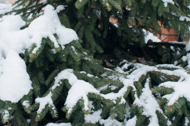 Noel ağacı, çam, yeni yıl, karla kaplı kış