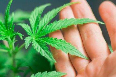 Bir adam elinde bir küçük esrar yaprak tıbbi esrar uygulanması kavramdır