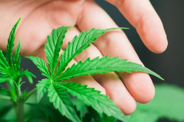 Marihuana kültürü erkek bir kavram elinde güzel bir küçük esrar yaprak
