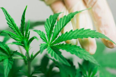 Marihuana yaprağı, koyu arka plan, güzel arka plan, beyaz bir arka plan üzerinde kapalı ekimi esrar