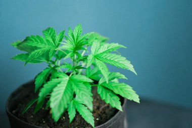 Genç güzel esrar bitki tıbbi esrar kopya alan bir yeri ile mavi bir arka plan üzerinde kapat