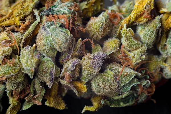 Μακρο φωτογραφίες της μαριχουάνα συγκομιδή κώνους με φύλλα καλύπτονται με τριχωμάτων. Η προβολή καϊκάκια φυτών κάνναβης. — Φωτογραφία Αρχείου
