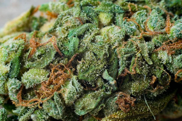 Makrofotos von Zapfen der Marihuana-Ernte mit Blättern, die mit Trichomen bedeckt sind. die Cannabispflanze clse view. — Stockfoto
