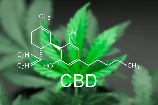 Esrar esrar odak içinde güzel bir sayfası formül Cbd görüntü ile