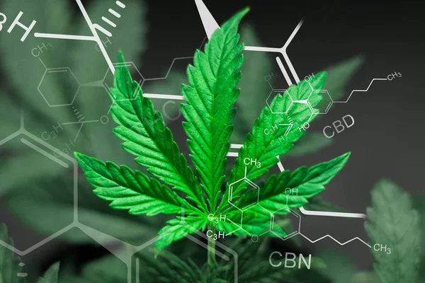 Une belle feuille de cannabis marijuana dans le défocus avec l'image de la formule THC CBD CBN abstrait — Photo