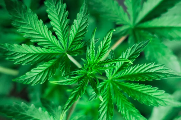 Макро фото красивых листьев и плечевых ремней молодого растения конопли, марихуаны во время вегетационного сезона — стоковое фото