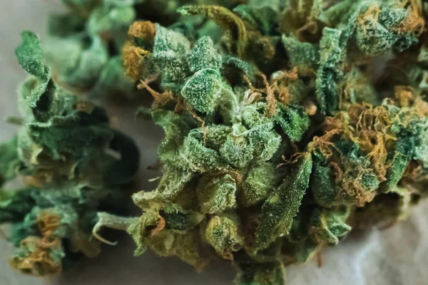 Esrar, esrar makro trichomes thc çiçek Sativa ve Indica. Kavramları dünya ve Amerika Birleşik Devletleri'nin marihuana yasallaştırma. Sığ odak etkisi. — Stok fotoğraf