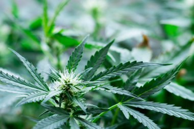 Makro çiçek genç esrar bitki, esrar büyüyen sezonunda