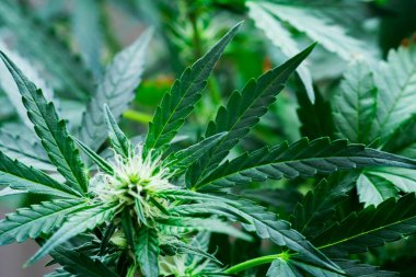 Güzel bir makro çiçek Esrar yaprak ve bir adamın el kavramlarını yasallaştırma ve esrar ve otlar