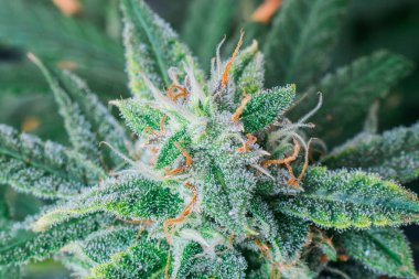 Mor makro fotoğraf trichomes ve Turuncu saçlar ve yaprakları gösteren bir fitillerle tıbbi esrar çiçek top.