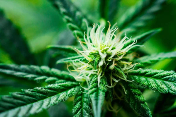 大麻草の栽培は完全に違法行為|ZuluSistas