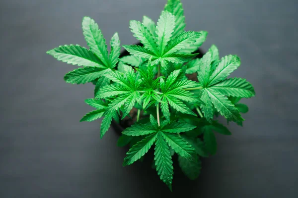 Молода красива рослина конопель медична марихуана на фоні чорного дерева з місцем крупним планом — стокове фото