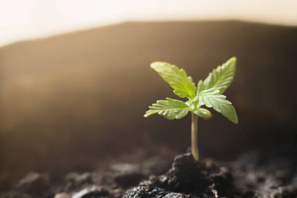 Uma pequena planta de mudas de cannabis no estágio de vegetação plantada no solo ao sol, um belo fundo, ecepções de cultivo em uma maconha interior para fins médicos close-up — Fotografia de Stock
