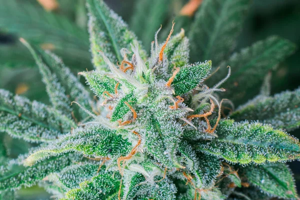 Fotografía macro de arriba hacia abajo de púrpura una flor de marihuana medicinal sin recortar que muestra tricomas y pelos y hojas naranjas . — Foto de Stock
