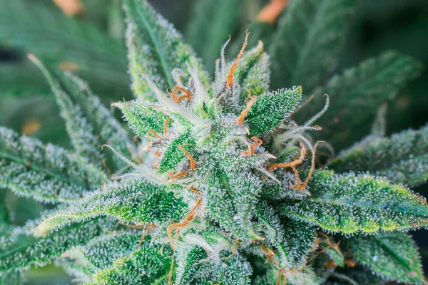 Mor makro fotoğraf trichomes ve Turuncu saçlar ve yaprakları gösteren bir fitillerle tıbbi esrar çiçek top.