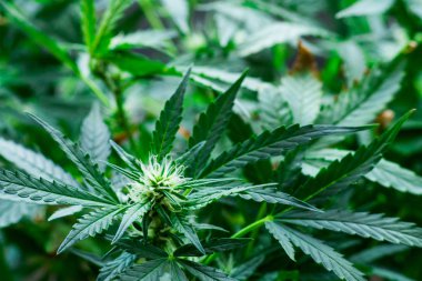 Makro çiçek siyah bir arka plan üzerinde yaprakları ve vuruş bir genç esrar bitki bitki örtüsü kavramları bir çim ev eğlence kullanmak için büyüyen aşamasında