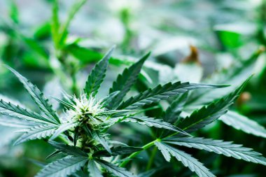 güzel makro çiçek Esrar omuz askıları bir genç esrar bitki, esrar büyüyen sezonunda