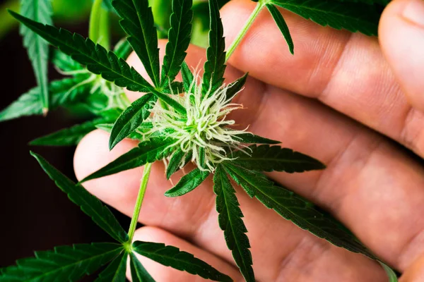 Uma bela folha de cannabis e conceitos de mão de um homem de legalização e o uso de maconha e ervas Macro flor — Fotografia de Stock