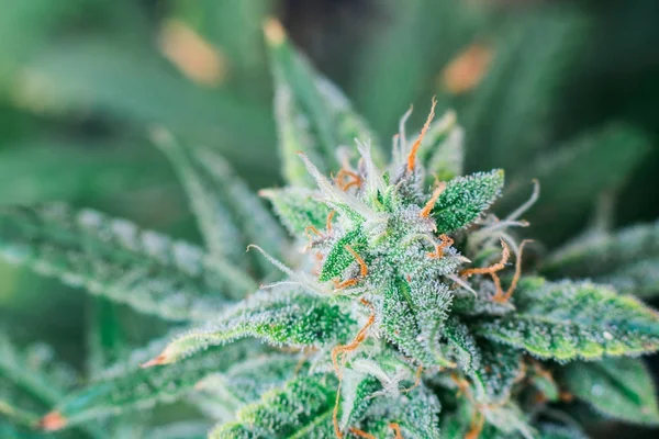 Mor makro fotoğraf trichomes Turuncu saçlar ve yaprakları gösteren bir fitillerle tıbbi esrar çiçek top.