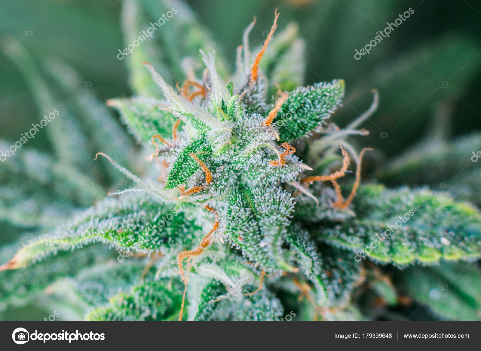 Beautiful Macro Photograph Of An Untrimmed Medical Marijuana