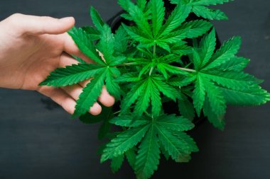 Bir güzel esrar yaprak eğlence amaçlı marihuana kullanarak kavramı bir erkek eli dokunur