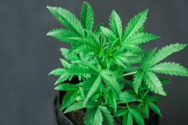 Esrar bırakır, koyu arka plan, güzel arka plan, kapalı ekimi esrar yakın