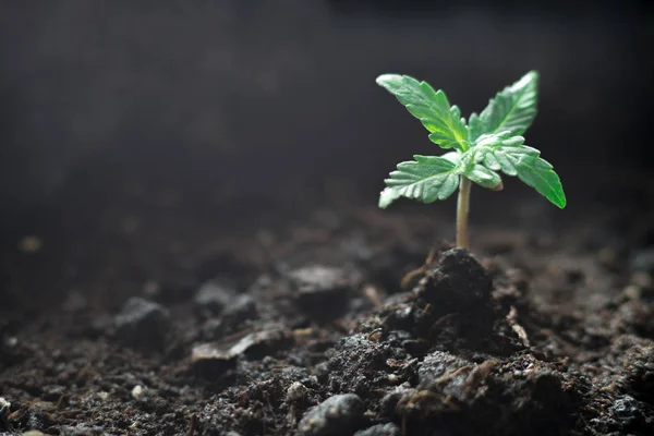Una pequeña planta de plántulas de cannabis en la etapa de vegetación plantada en el suelo al sol, un hermoso fondo, ecepciones de cultivo en una marihuana de interior con fines médicos —  Fotos de Stock