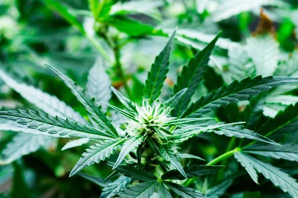 Makro çiçek genç esrar bitki bitki örtüsü siyah bir arka plan bir çim ev eğlence kullanmak için büyüyen kavramları aşamasında