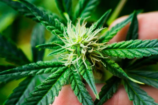 Macro flor cannabis e mãos em um homem Uma bela folha, maconha, conceito de erva — Fotografia de Stock