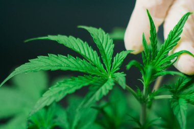 Tıbbi işçi ve bitki el ve esrar makro yaprakları Medetsin amaçlı marihuana ekimi kavramlarını vurdu