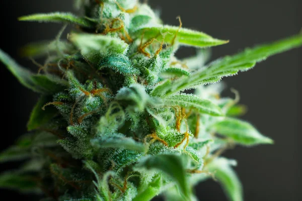 Fiore di cannabis prima del raccolto. Macro Cone weed lowrider 2 ceppo — Foto Stock