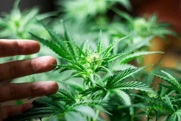 En vacker grön cannabis blomma och en mans hand — Stockfoto