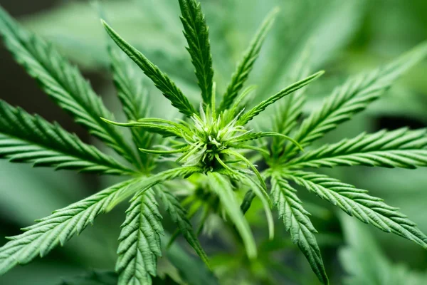 Macro de una flor de cannabis y marihuana macro — Foto de Stock