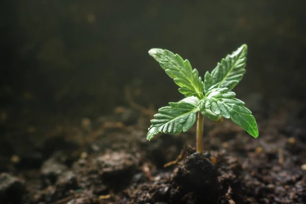 太陽の下、美しい背景で土に植えられた植物の段階で大麻苗の小さな工場医療用屋内マリファナの栽培の eceptions をクローズ アップ — ストック写真