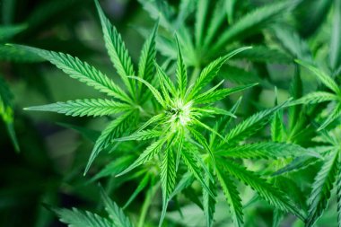 Çiçek Esrar makronun güzel çiçeklenme başında arka plan Üstten Görünüm