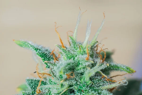 Fleur de cannabis pourpre avec résine et trichomes — Photo