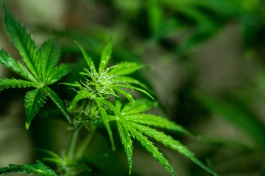 Çiçek ve yaprak yüzeyi su damlaları ile yeşil esrar esrar makro yaprak görünümü top