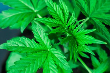 siyah bir arka plan kavramları bir çim ev eğlence kullanmak için büyüyen bitki örtüsü aşamasında Genç esrar bitki yaprakları ve darbeleri