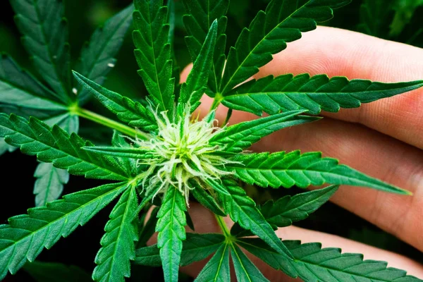 A mão de um profissional médico e um conceito de folha de cannabis do uso de maconha para fins recreativos Em um fundo preto — Fotografia de Stock