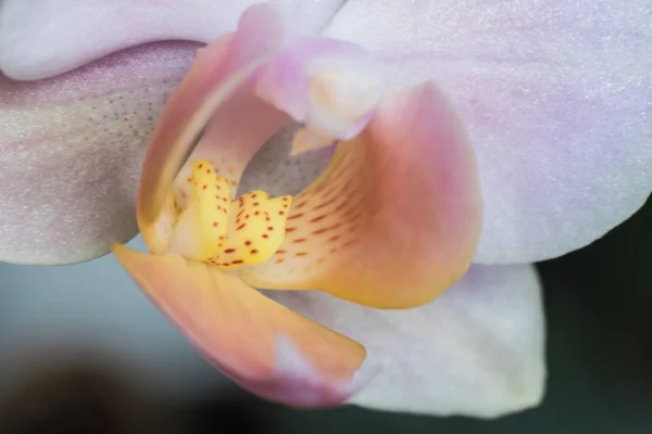 Beautiful white orchid macro photo. — Stock Photo, Image