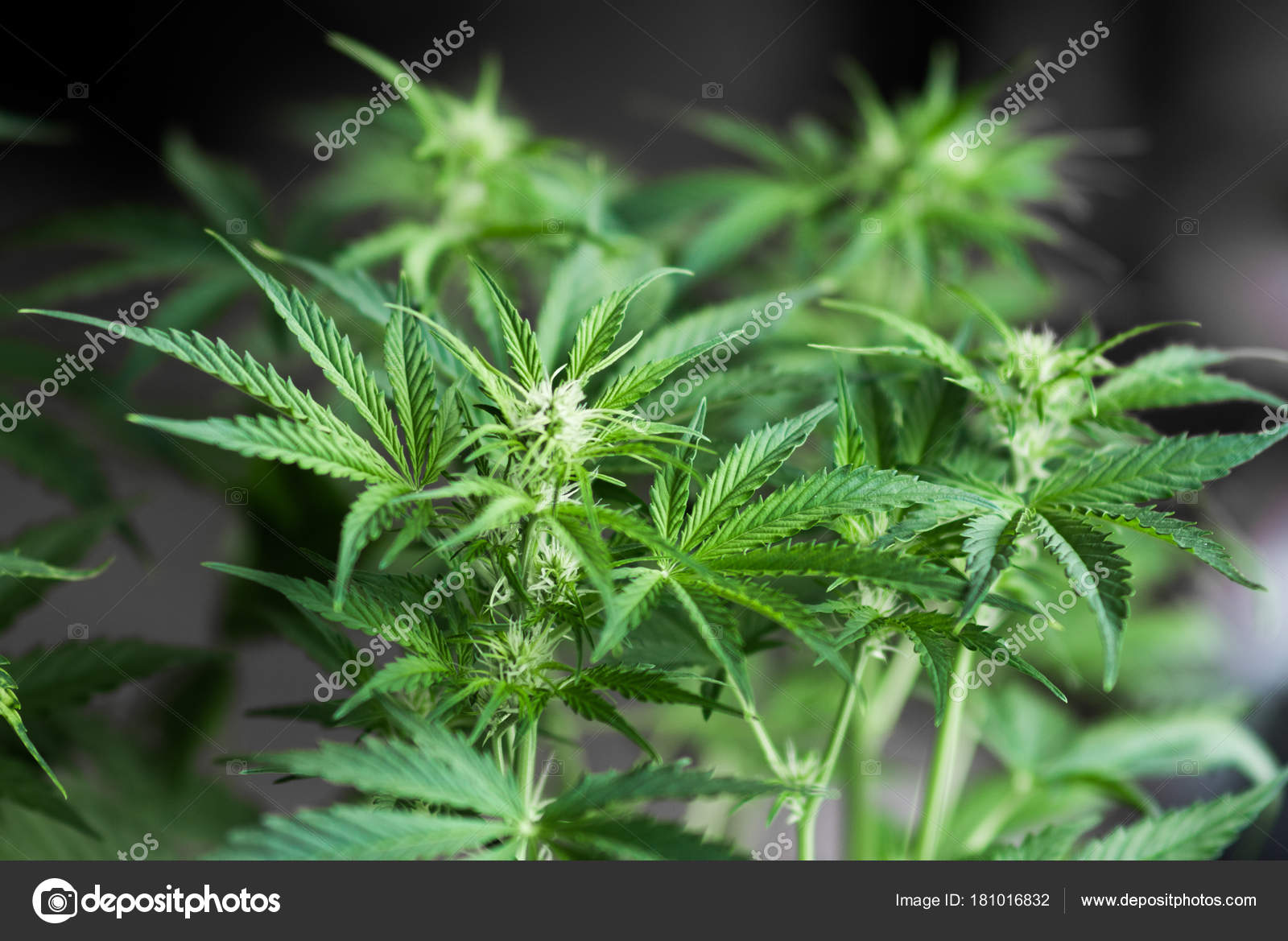 Фаза цветения марихуаны конопля стоит рублей
